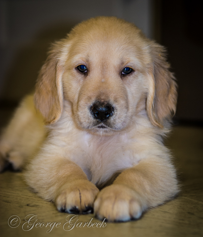 Puppy Luke